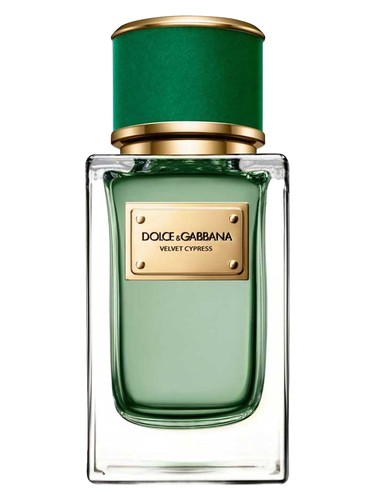Velvet Cypress Dolce&Gabbana